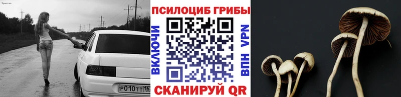 где купить наркоту  Магадан  Галлюциногенные грибы Psilocybine cubensis 